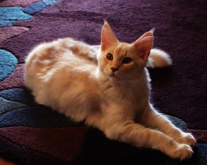 Maine Coon-Teenies suchen Familienanschluss