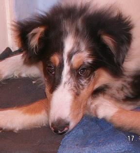 Wunderhübsche blue-merle Collie Welpe Hündin zu verkaufen