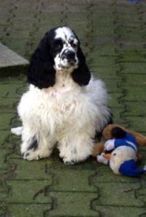 Kimberly s American-Cocker u engl Cockerspaniel Zucht VDH