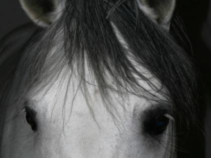 Lieber pferdebesitzer Sie haben keine Zeit für Ihren Liebling