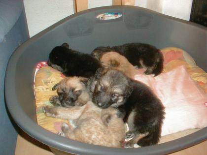 10 süße Fellnasen Golden Retriever - Schäferhund -Mix-Welpen