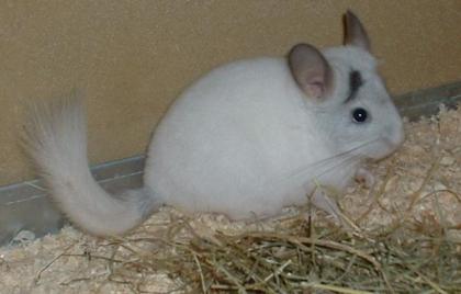 Chinchillas abzugeben