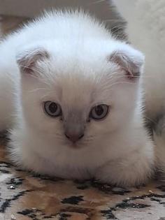 Scottish Fold Kitten abgabebereit