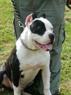 American bulldog