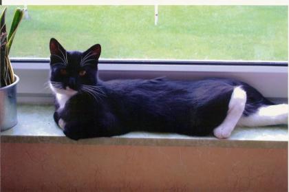 5 Jahre alter verschmuster Kater abzugeben