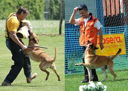 TOP Malinois - Welpen