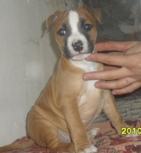 Staffordshire Terrier noch 3 kleine abzugeben
