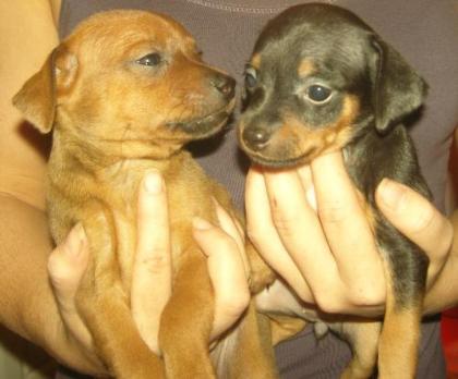 Zucker Süße Prager Rattler Welpen Kleiner wie Pinscher