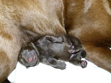 Wurferwartung Labrador Welpen in choco Juni 2022