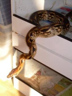 Nördlich madagaskarboa acrantophis madagascariensis