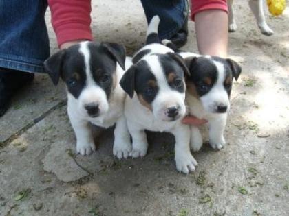 Süße lebhafte Jack Russell Terrier Welpen abzugeben