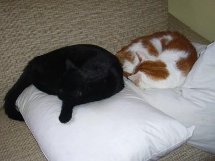 Die 2 besten und liebsten Katzen abzugeben Hauskatze Kater Katze gesund rein