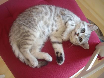 Whiskas- Kitten abzugeben BKH Britisch Kurzhaar tabby black silver spotted