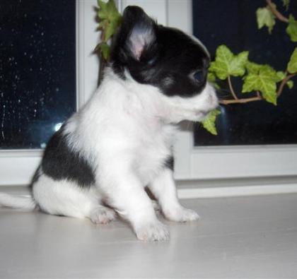 16 Wochen alte Chihuahua-Welpen 1