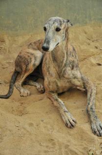 Flugpaten für Galgo-Rüde Eulalio aus der Perrera Villamartin von Malaga Jerez o