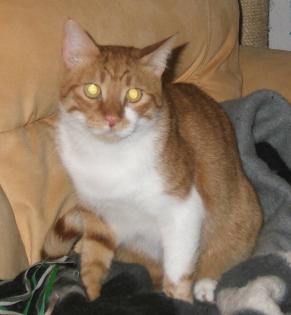 Junger Kater 1 1/2 J. aus Tierschutz schüchtern sucht geduldiges zu Hause Pfl