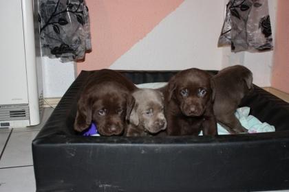 Labrador - Welpen silver blonde und braun