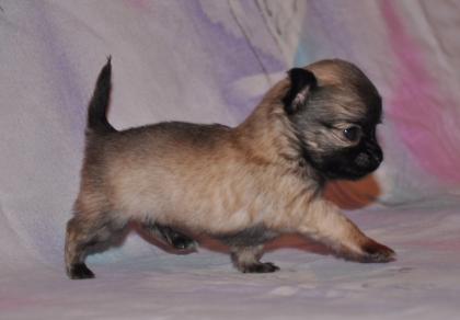 Fantastische superkleine LH Chihuahuawelpen