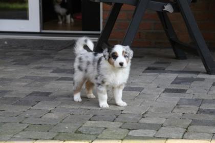 Traumhaft schöne Australian Shepherd Welpen