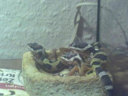 Leopardgecko Nachzucht 01. und 02. 2022 abzugeben