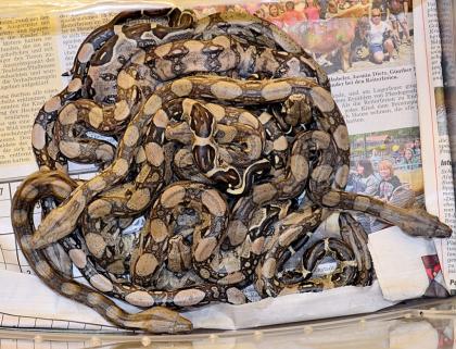 Mischlings-Boas Hobbynachzucht vom 12. 07. 2022 0. 0. 19 Tiere