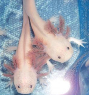 Axolotl Nachzucht 04/2012 chytridfrei