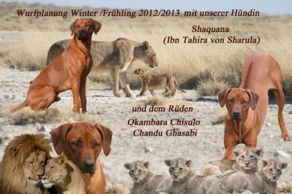 Mahbuba Rhodesian Ridgeback A-Wurfplanung Winter/Frühling 2022/2013