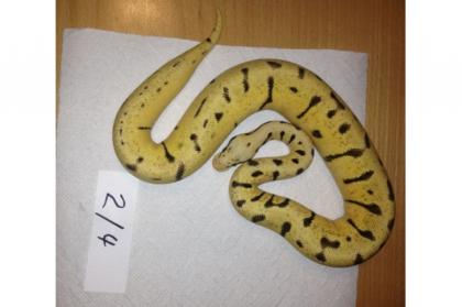 Verkaufe BumbleeBee Piebald Pinstripe HC Albino ENZ 2022