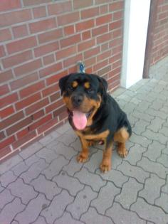 ROTTWEILER groß sehr schön und kräftig RÜDE 19 monate