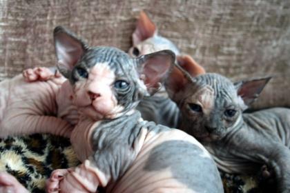 Exclusive reinrassige typvolle Sphynx Kitten