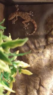 Fächerfingergeckos - 2 Stk. zu verkaufen