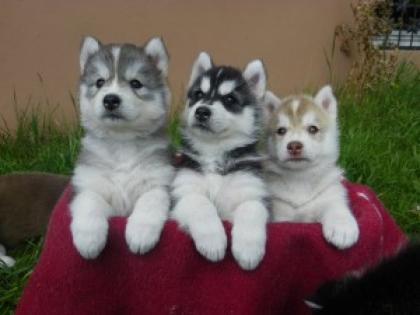 4 wundervolle Husky Welpen zu verkaufen