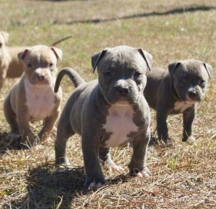 Pitbull Blue line welpen 13 Wochen abgabebereit