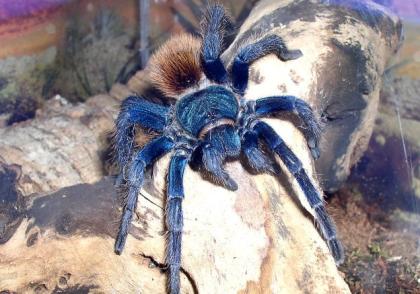 Seltene Vogelspinnen zu verkaufen Ephebopus Brachypelma usw.