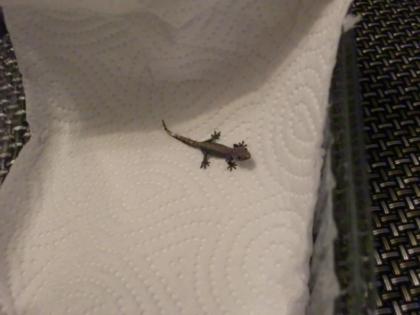 3 süsse futterfeste jungferngecko kids abzugeben