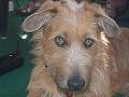 Norby Rauhaar Dackel Mix sucht weiches Körbchen