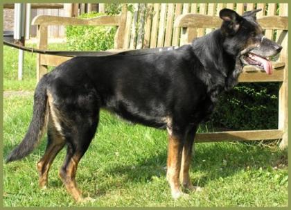 Libenswerte Schäferhund-Mix Hündin
