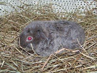 Zuchtauflösung Meerschweinchen abzugeben