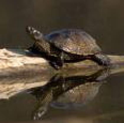 Suche Emys orbicularis weiblich adult