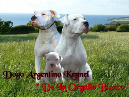 Dogo Argentino Zwinger De La Orgullo Blanco
