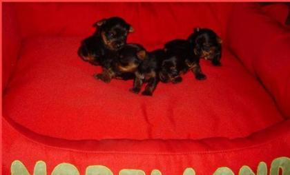 MINI Reinrassige Yorkshire Terrier Welpen