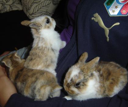 Süße Kaninchenbabys suchen ein neues zu Hause
