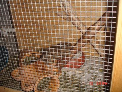 Degus mit oder ohne Käfig suchen zuhause.
