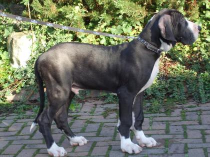Deutsche Doggen Welpen schwarz