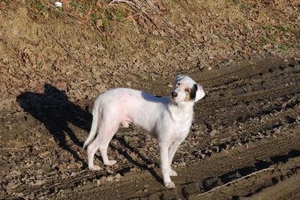 Mischlingsrüde sucht sehr dringend
