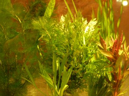 Aquariumpflanzen im Bund nach Ihrer Wahl 1 Euro pro Bund