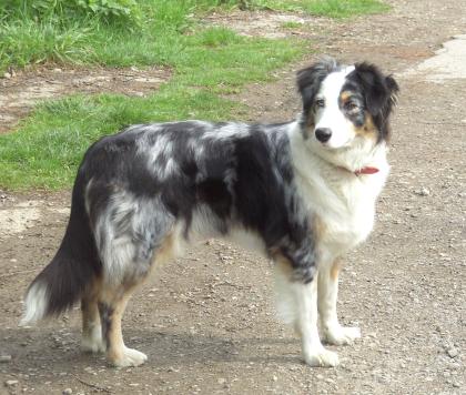 Suche Australian Shepherd Deckrüde