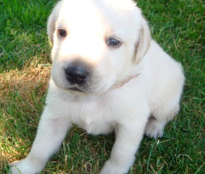 Labradorwelpen