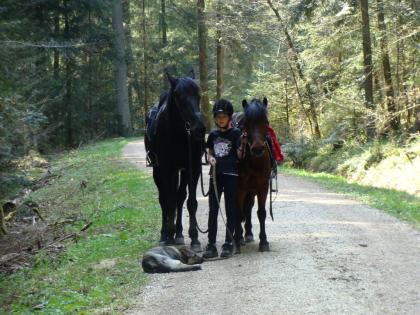 Lieber Schäferhund - Mischling Reitbegleithund