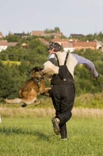 Malinois welpen